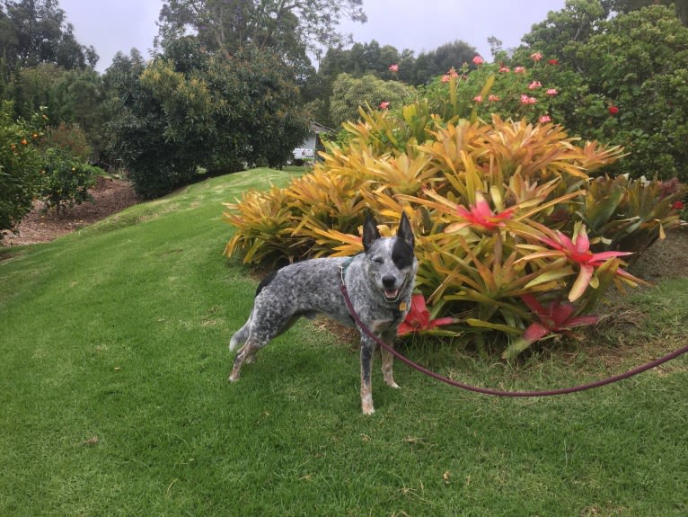 Prozac, an Australian Cattle Dog tested with EmbarkVet.com