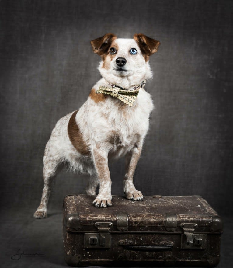 Kaitsu, an Eastern European Village Dog and Pekingese mix tested with EmbarkVet.com