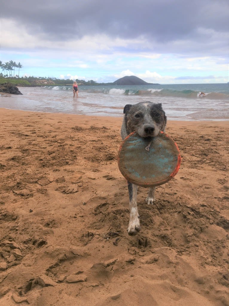 Prozac, an Australian Cattle Dog tested with EmbarkVet.com