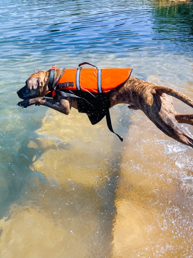 Tiger, an American Pit Bull Terrier tested with EmbarkVet.com