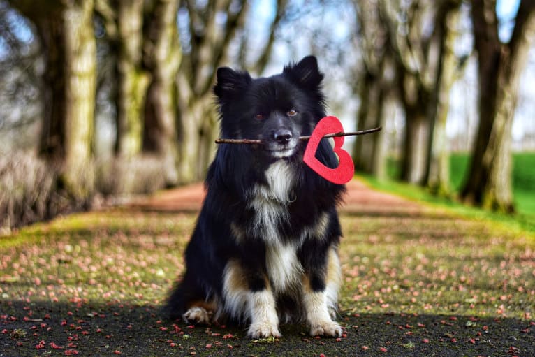 Jötunn, an Icelandic Sheepdog tested with EmbarkVet.com