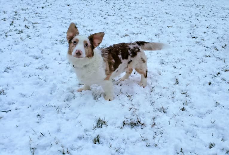 Lapa, a Cardigan Welsh Corgi tested with EmbarkVet.com