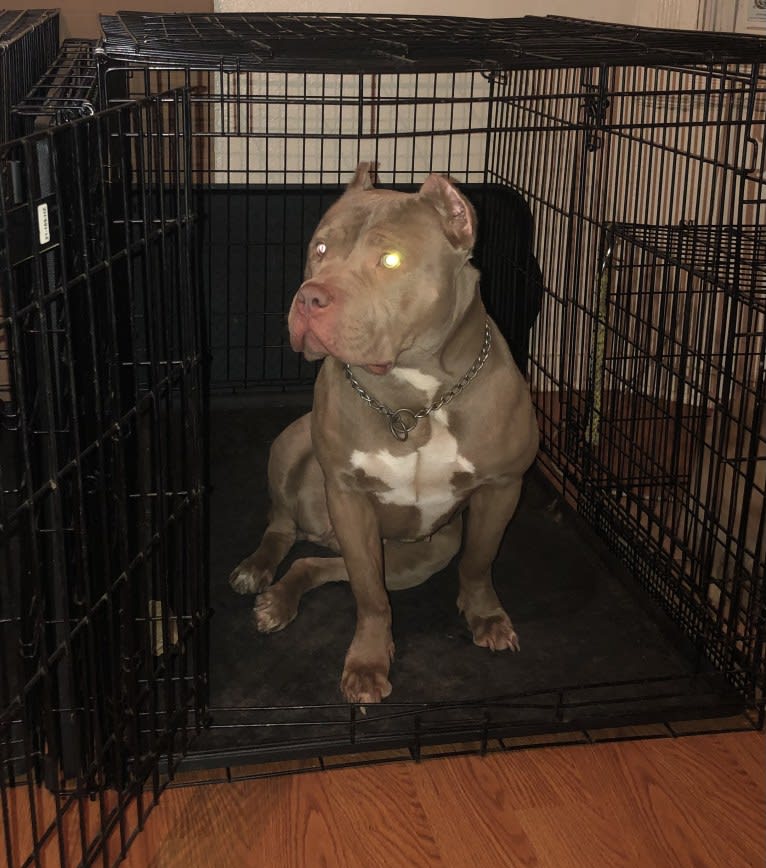 Teally, an American Bully tested with EmbarkVet.com