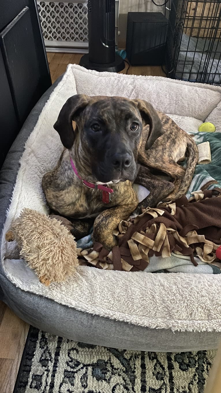 Lillie, a Perro de Presa Canario tested with EmbarkVet.com