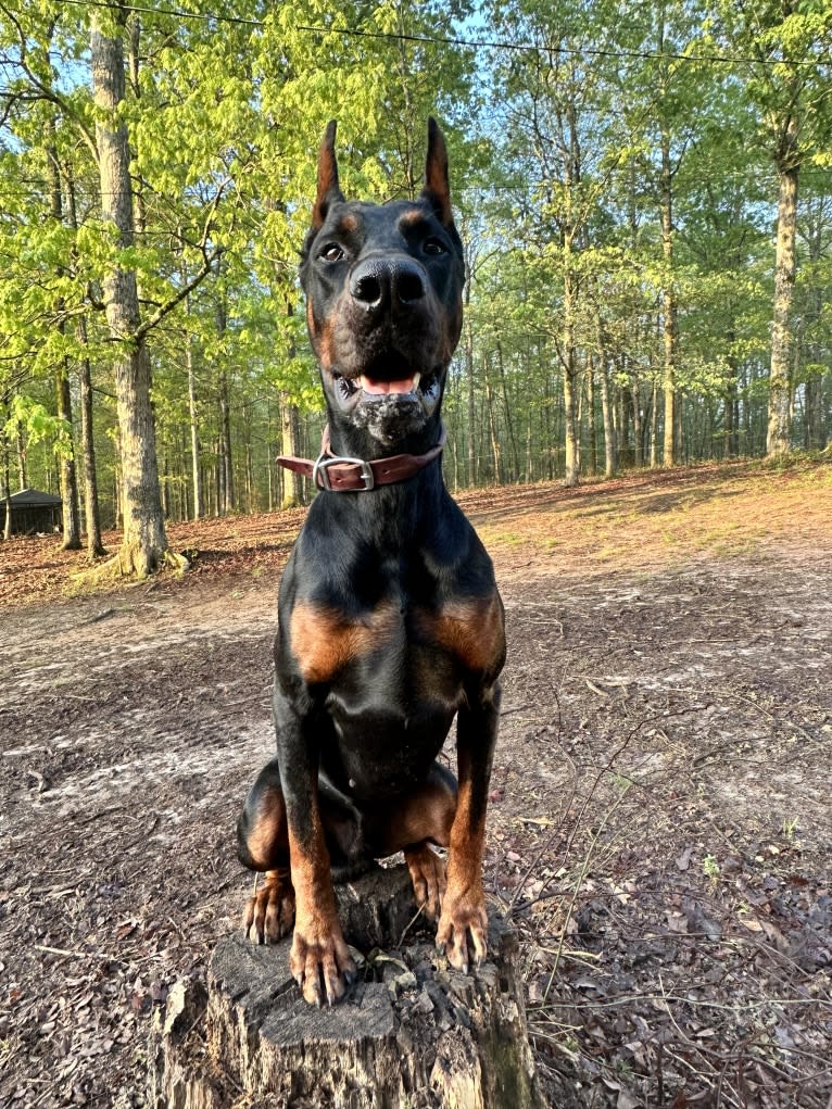 Duke, a Doberman Pinscher tested with EmbarkVet.com