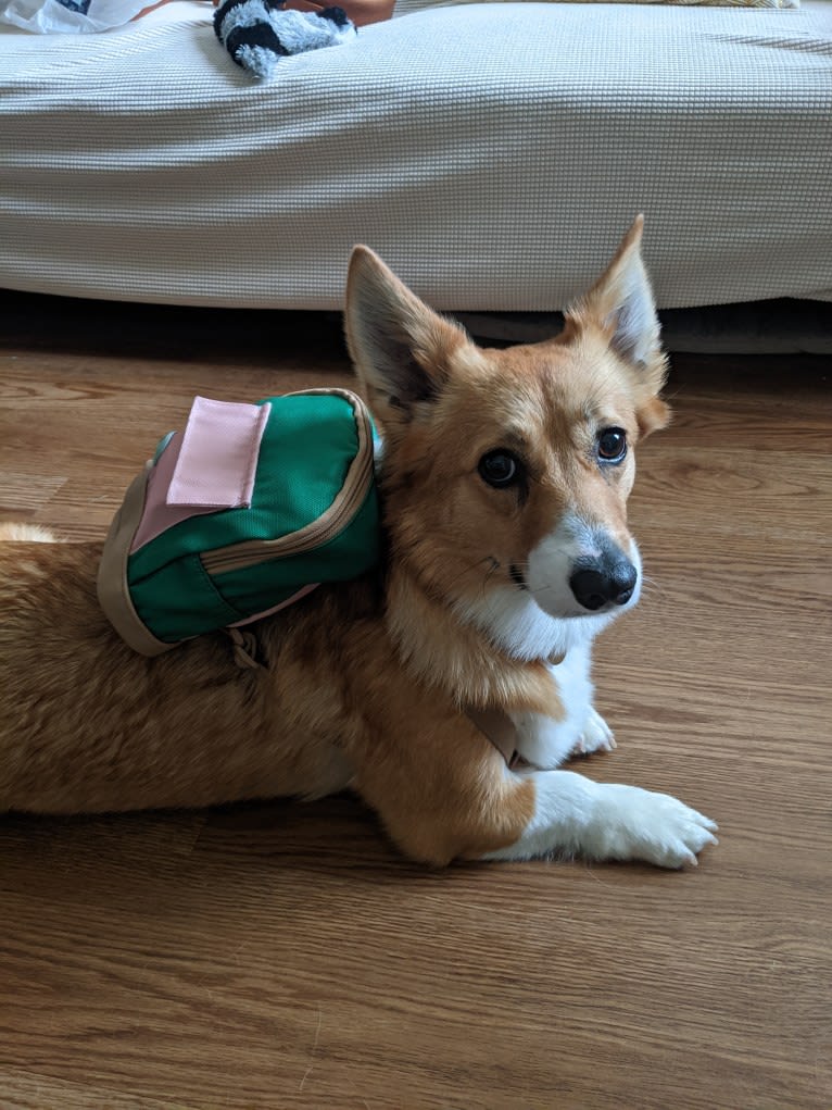 Fleur, a Pembroke Welsh Corgi tested with EmbarkVet.com