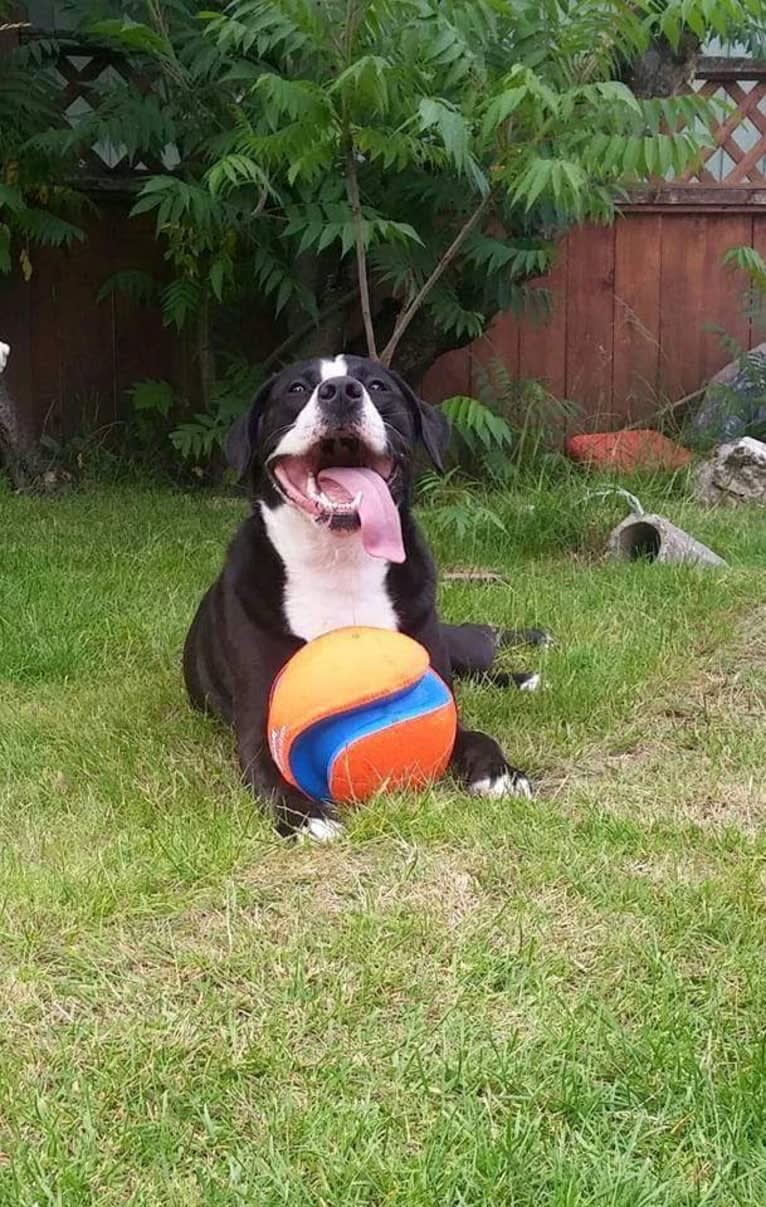 Kona, an American Bully and Bernese Mountain Dog mix tested with EmbarkVet.com