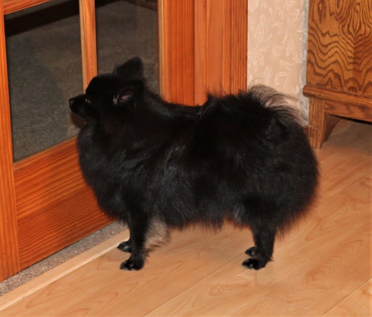 Pepper, a Pomeranian tested with EmbarkVet.com