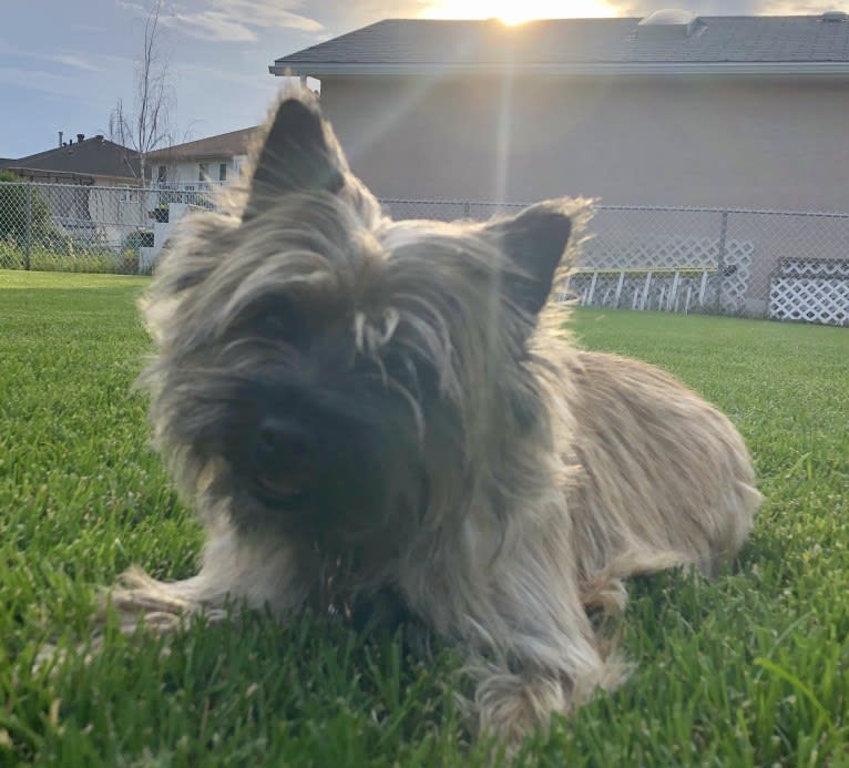 Princess Gracie Mae of Cairn Terrier Creek, a Cairn Terrier tested with EmbarkVet.com