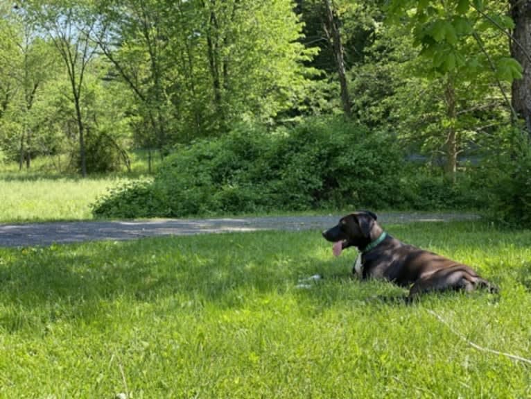 Rover, an American Pit Bull Terrier and Redbone Coonhound mix tested with EmbarkVet.com