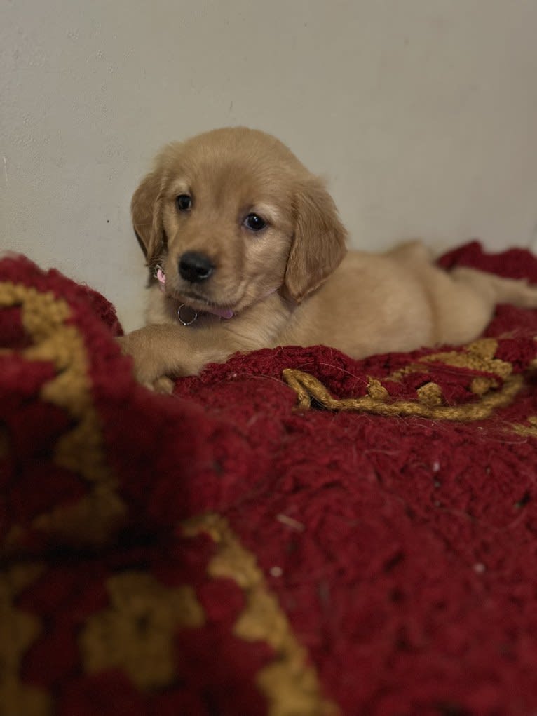 Opal, a Golden Retriever tested with EmbarkVet.com