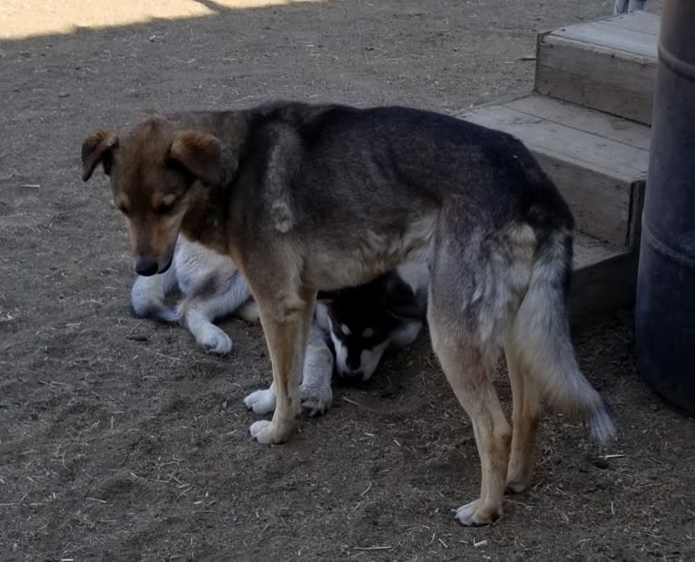 Bo, an Australian Cattle Dog and Border Collie mix tested with EmbarkVet.com