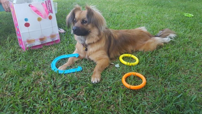 Maggie, a Pekingese and German Shepherd Dog mix tested with EmbarkVet.com