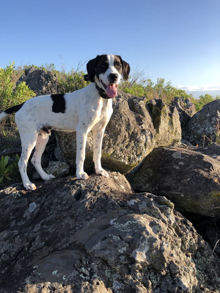 El Guapo, a Brittany and Catahoula Leopard Dog mix tested with EmbarkVet.com