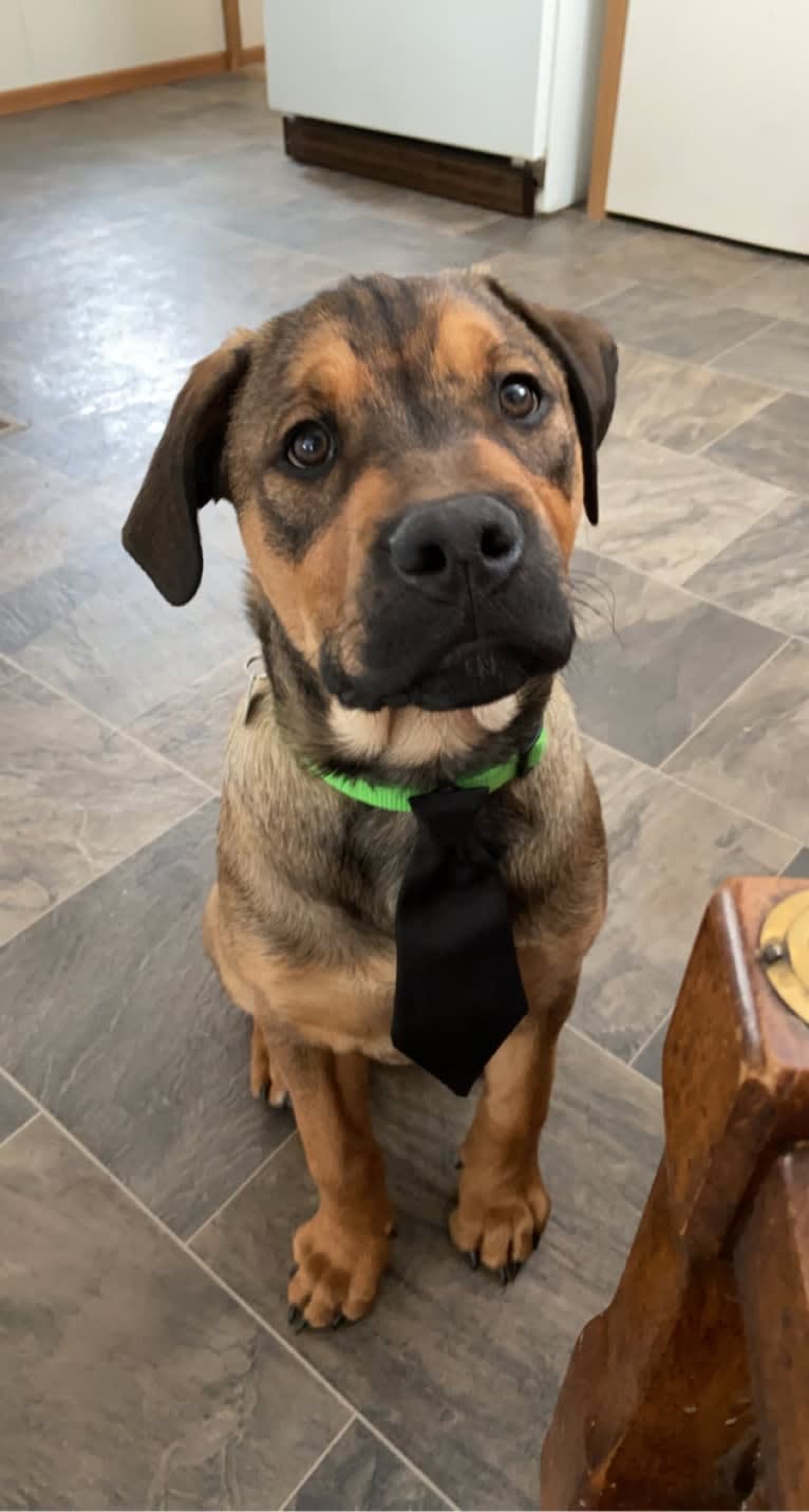 Lenny, a Rottweiler and American Pit Bull Terrier mix tested with EmbarkVet.com