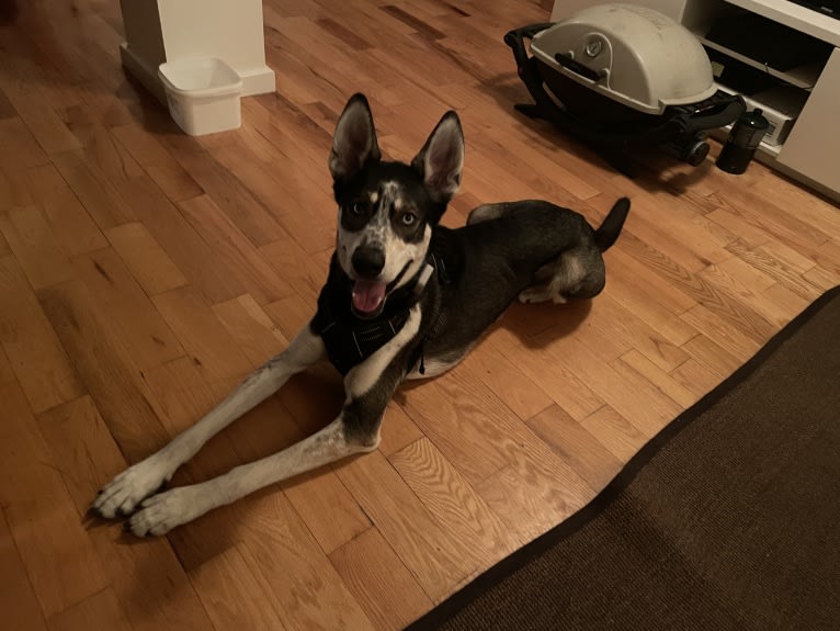 Captain, a Siberian Husky and Alaskan-type Husky mix tested with EmbarkVet.com