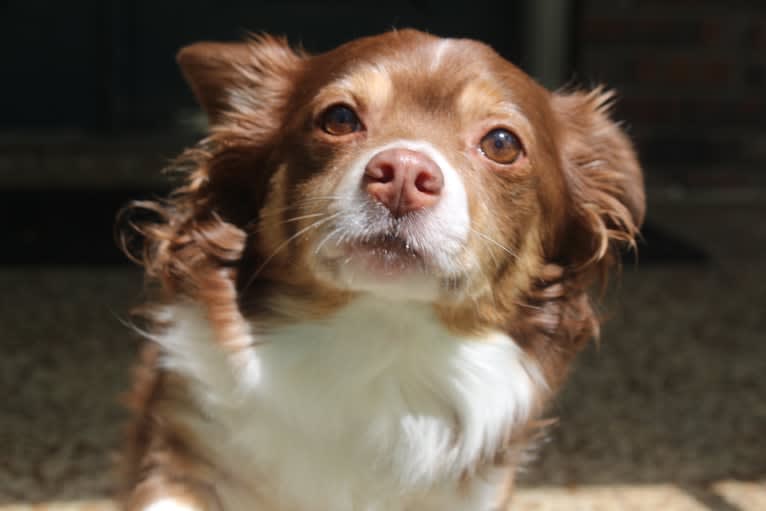 Charlie, a Chihuahua and Cocker Spaniel mix tested with EmbarkVet.com