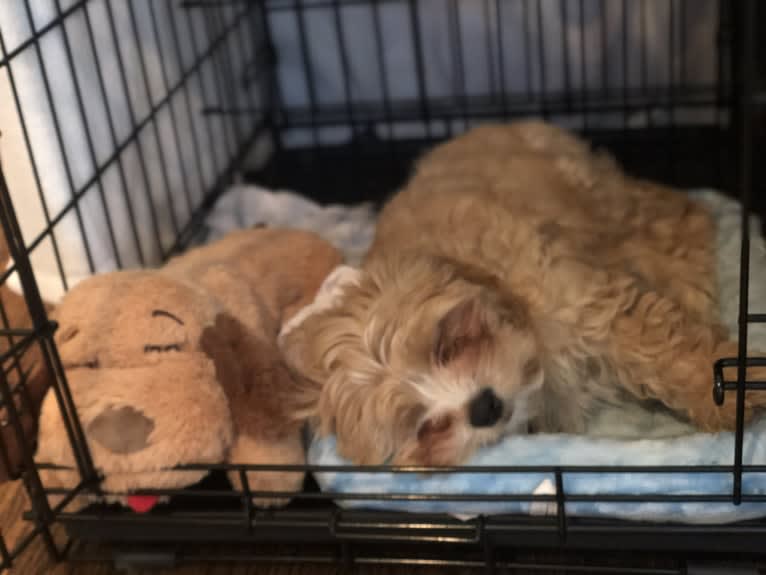 Jax, a Cavalier King Charles Spaniel and Havanese mix tested with EmbarkVet.com