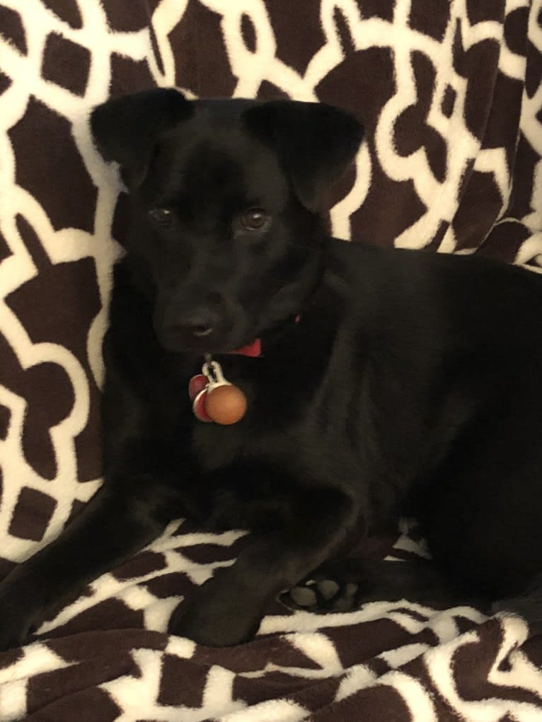 Rio, a Labrador Retriever and Chow Chow mix tested with EmbarkVet.com