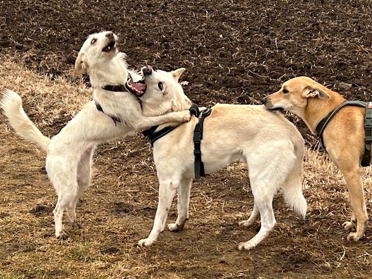 Calaf Storytelling, a Canaan Dog tested with EmbarkVet.com