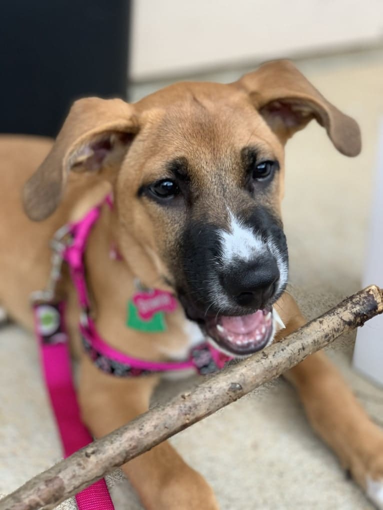 Brownie, an American Pit Bull Terrier and German Shepherd Dog mix tested with EmbarkVet.com