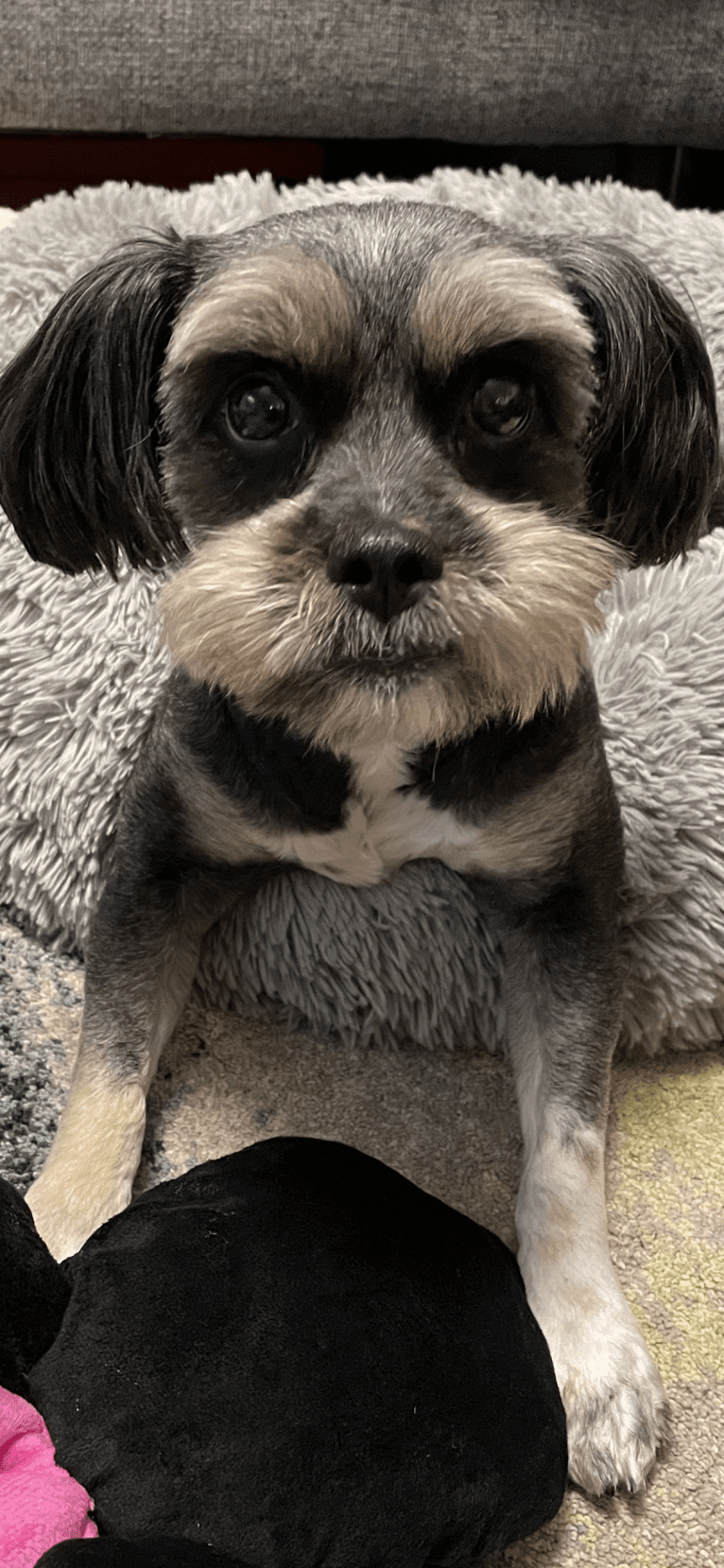 Tokki, a Shih Tzu and Pekingese mix tested with EmbarkVet.com