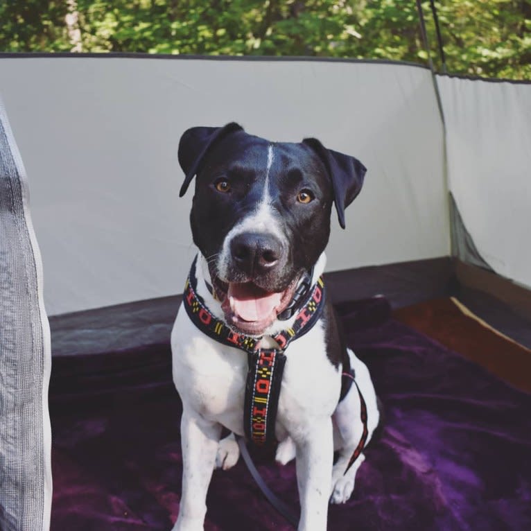 Odis, an American Pit Bull Terrier and Labrador Retriever mix tested with EmbarkVet.com