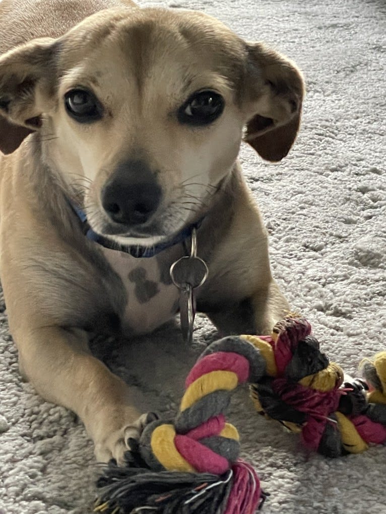 Harley, a Chihuahua and Dachshund mix tested with EmbarkVet.com