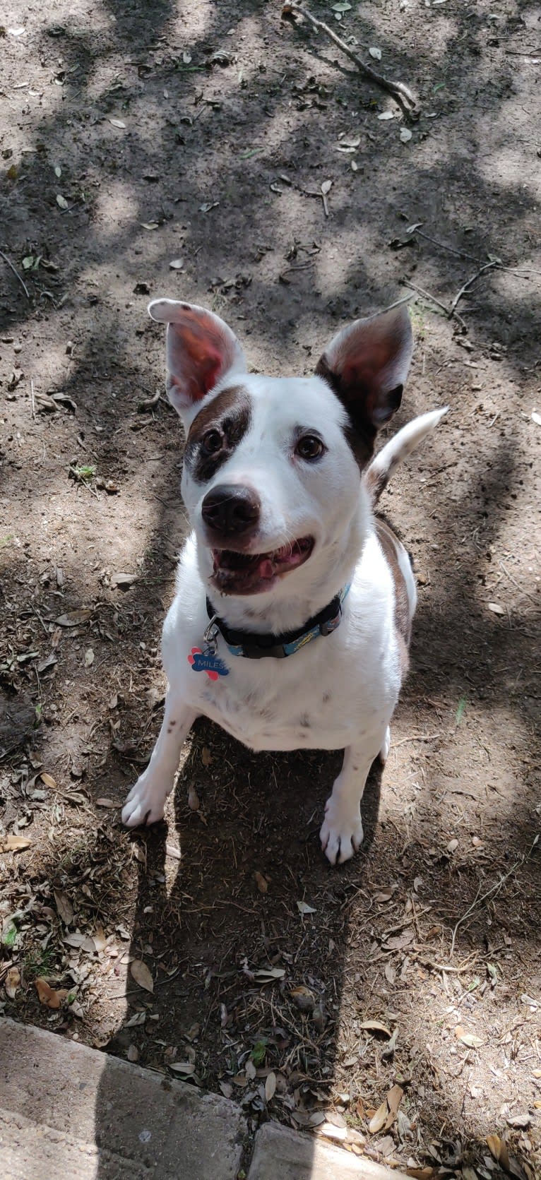 Miles, an American Pit Bull Terrier and Australian Cattle Dog mix tested with EmbarkVet.com