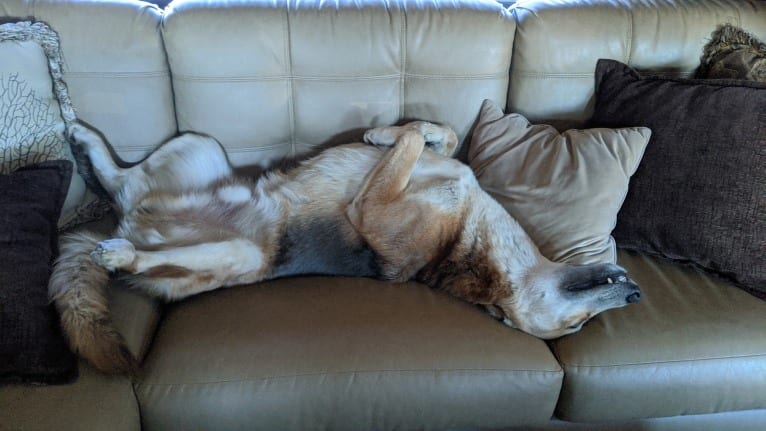 Loki, a Gerberian Shepsky tested with EmbarkVet.com