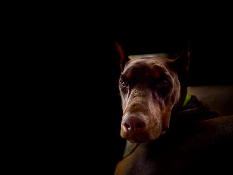 Alita Sant Kreal, a Doberman Pinscher tested with EmbarkVet.com