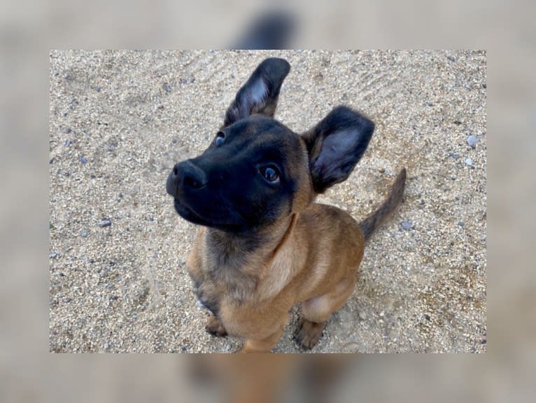 Max, a Belgian Malinois and Boxer mix tested with EmbarkVet.com