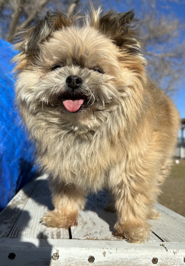 Desi, a Pomeranian and Shih Tzu mix tested with EmbarkVet.com