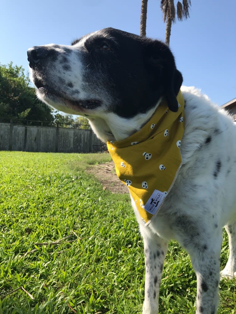 Sheba, a Labrador Retriever and Great Pyrenees mix tested with EmbarkVet.com