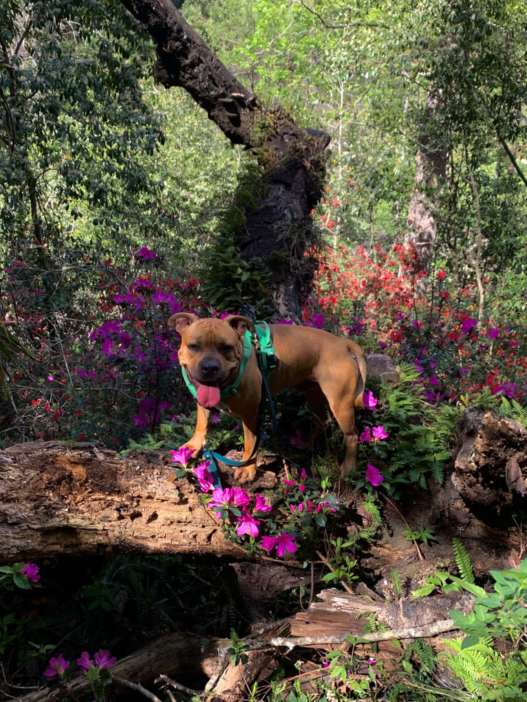 Gus, an American Bully and American Bulldog mix tested with EmbarkVet.com