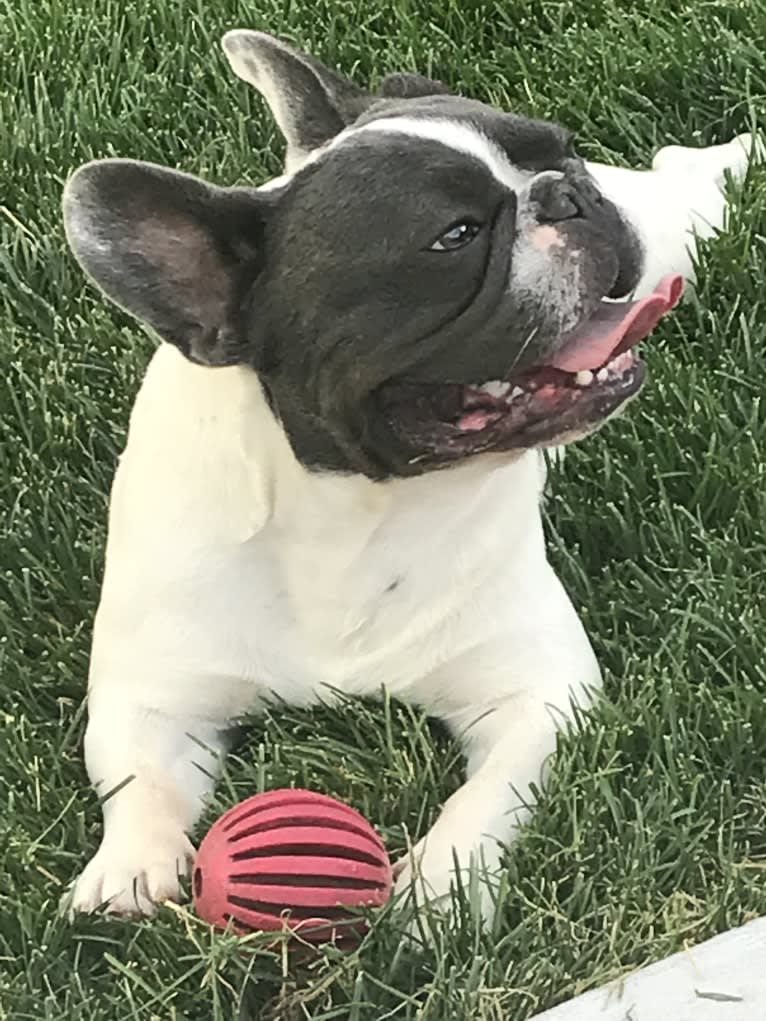 Mordecai Von Bruno, a French Bulldog tested with EmbarkVet.com