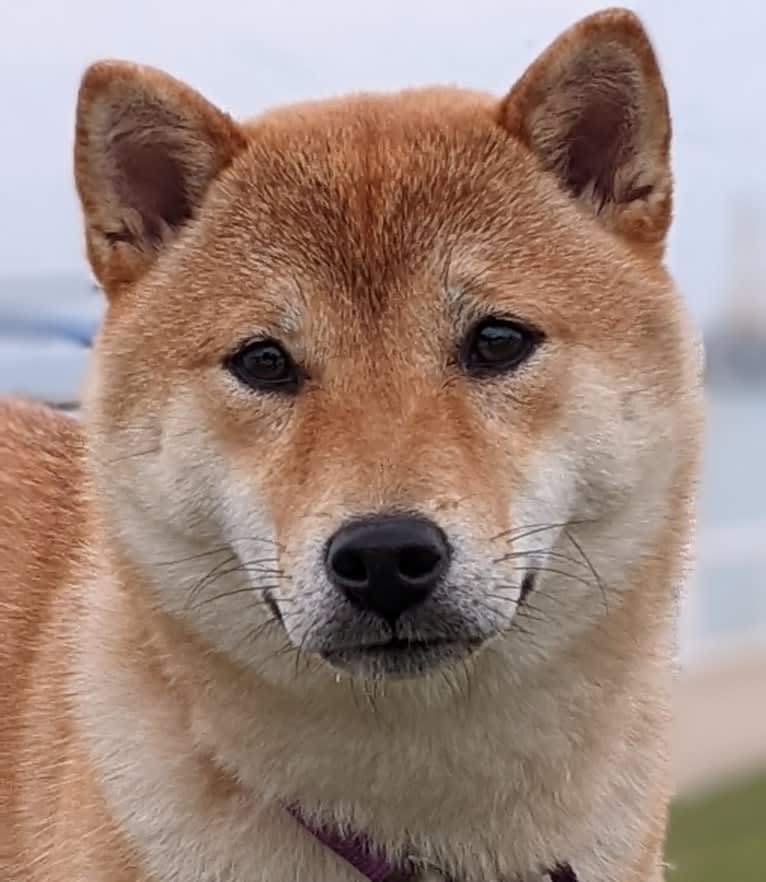 Kuma Lisa, a Shiba Inu tested with EmbarkVet.com
