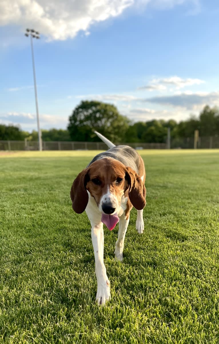 Roxy, a Treeing Walker Coonhound tested with EmbarkVet.com