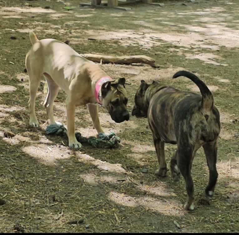 Oreo, a Bulldog and Boxer mix tested with EmbarkVet.com