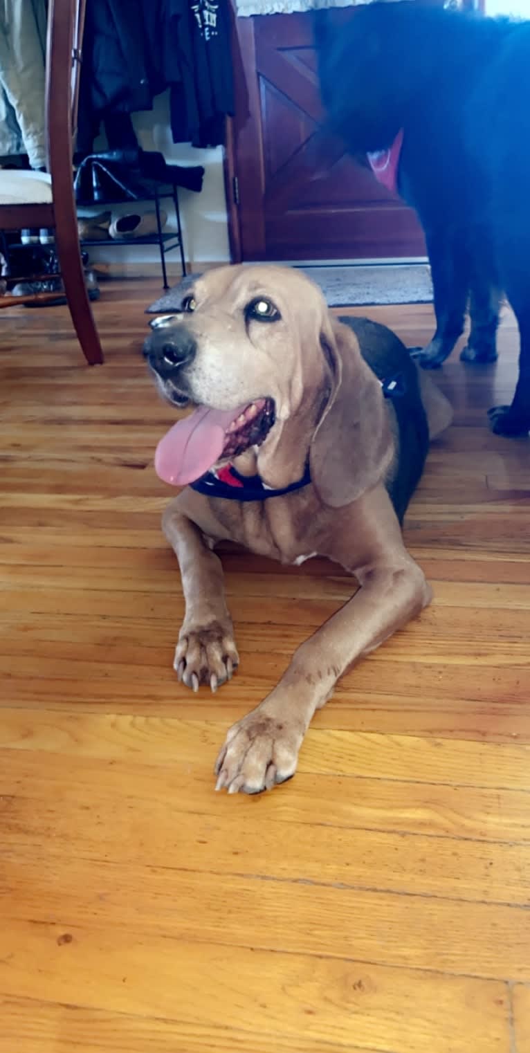 Old Boi, a Treeing Walker Coonhound tested with EmbarkVet.com