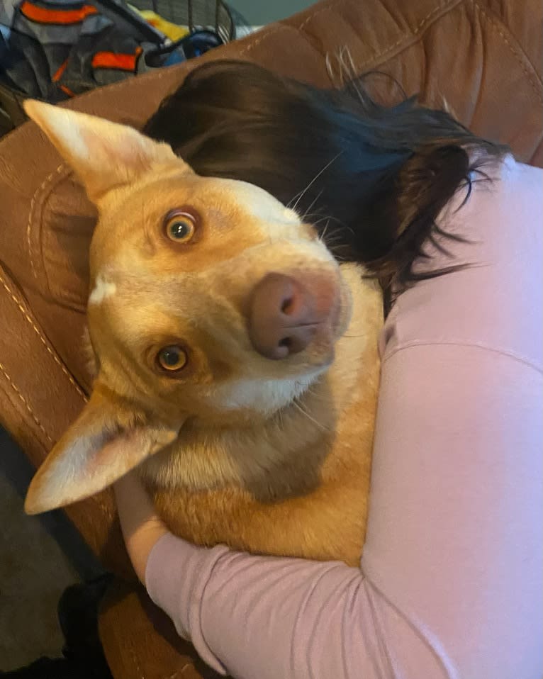 Lou, an Australian Cattle Dog and Australian Shepherd mix tested with EmbarkVet.com