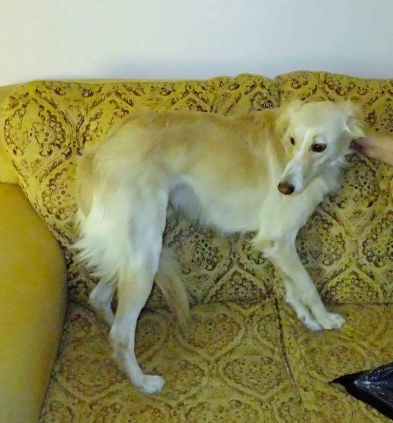 Habibi, a Saluki tested with EmbarkVet.com