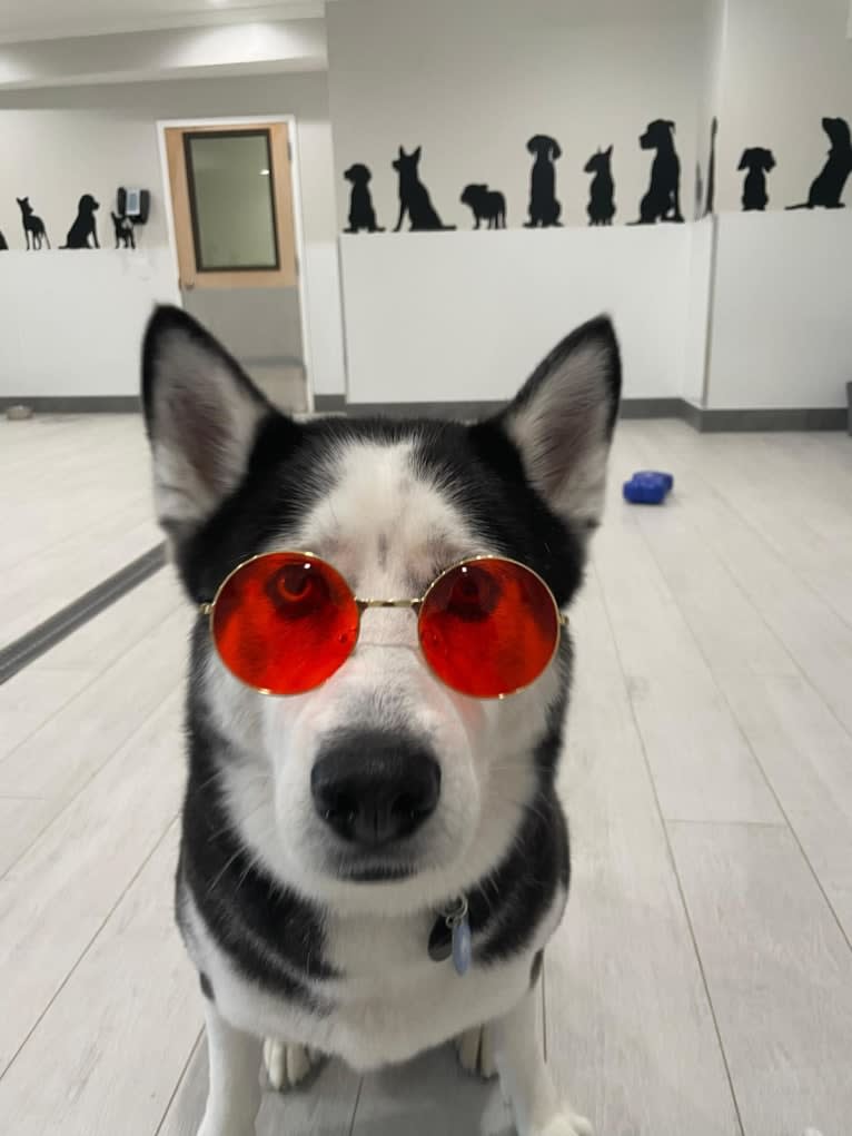 Arto, a Siberian Husky tested with EmbarkVet.com