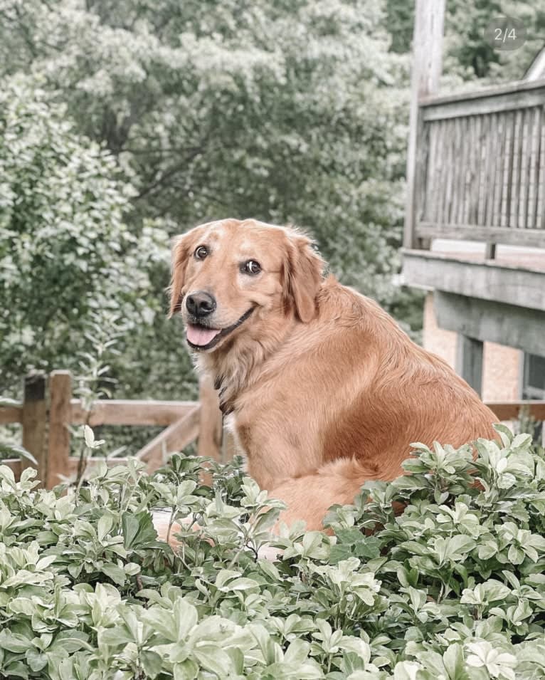 Marley, a Golden Retriever tested with EmbarkVet.com