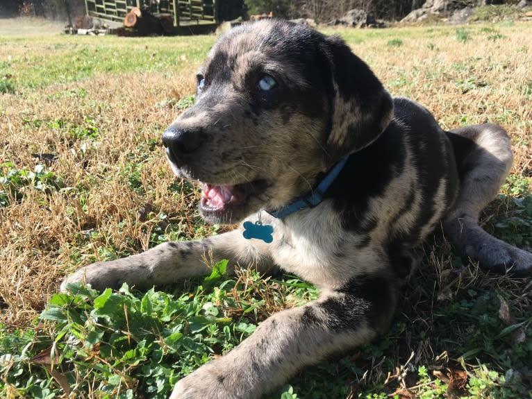 Ozark, an Australian Shepherd and Labrador Retriever mix tested with EmbarkVet.com