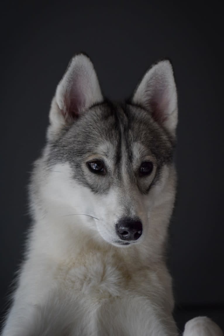 Aiyana, a Siberian Husky and Pomeranian mix tested with EmbarkVet.com