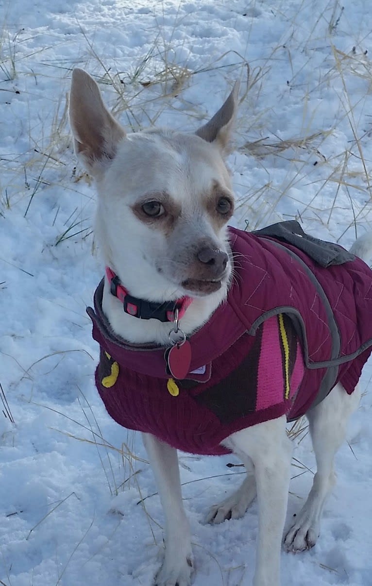 Tootie, a Chihuahua and Australian Cattle Dog mix tested with EmbarkVet.com
