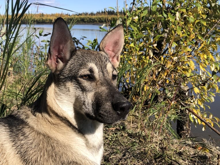 Mittsie Winkelman, a Siberian Husky and German Shepherd Dog mix tested with EmbarkVet.com