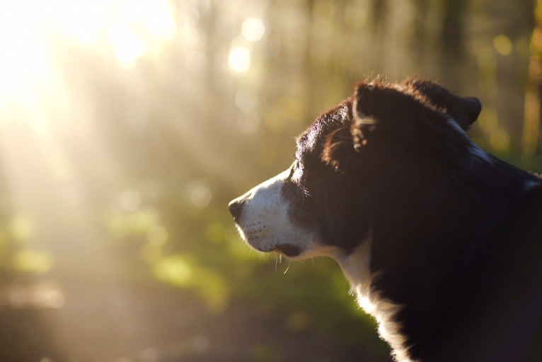 Jack, a Border Collie tested with EmbarkVet.com