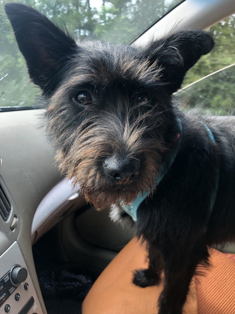 Minnie, a Miniature Schnauzer and Labrador Retriever mix tested with EmbarkVet.com